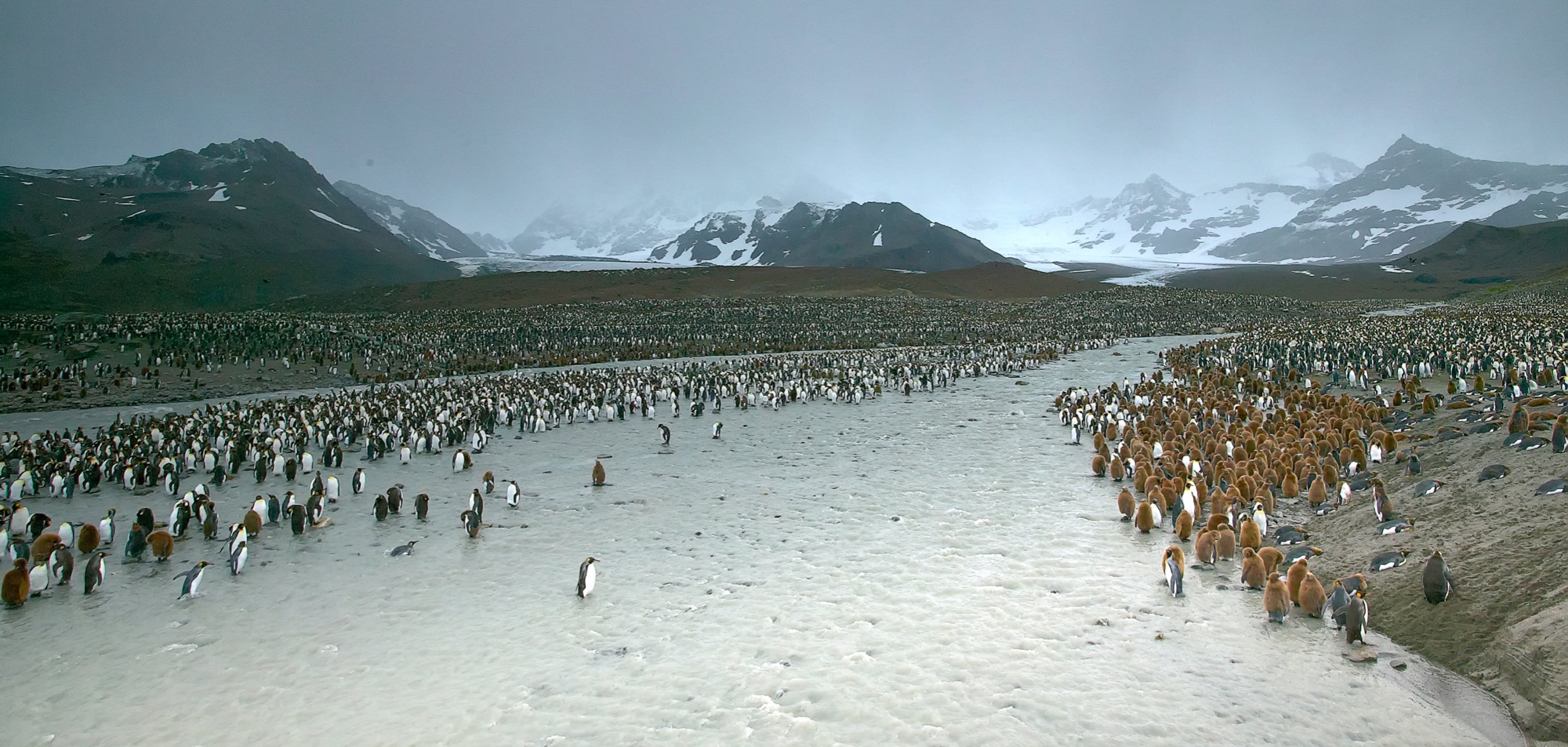 Hunderttausende Königspinguine  in der St. Andrews Bay, Süd Georgien